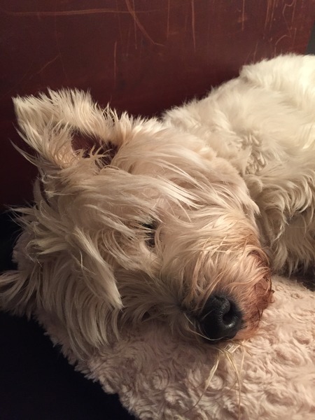 Which small breed would you recommend for a family with a three year old child?