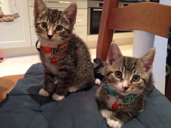 A cat/kitten picture sharing thread.