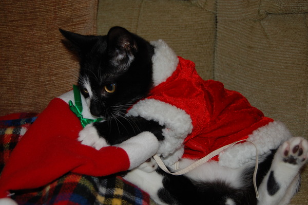 Would I be mad to buy cat clothing