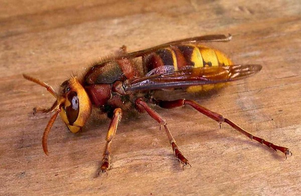 I think I've just seen a European hornet...