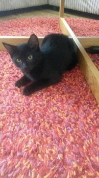 Oh bugger. We're (hopefully) getting another cat.