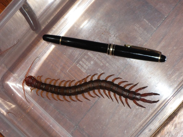 to kill all the spiders?