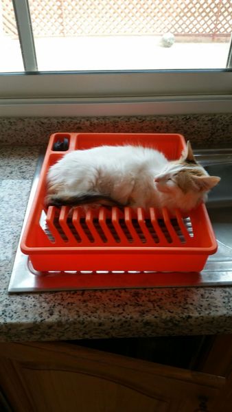 A cat/kitten picture sharing thread.