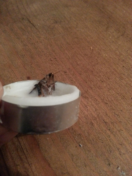 to kill all the spiders?