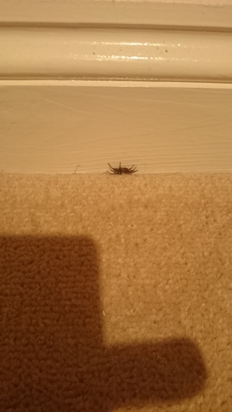 to kill all the spiders?