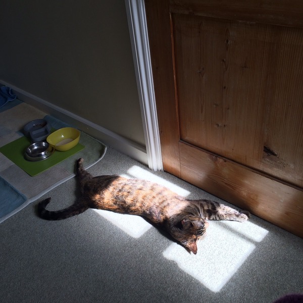A cat/kitten picture sharing thread.