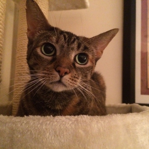A cat/kitten picture sharing thread.