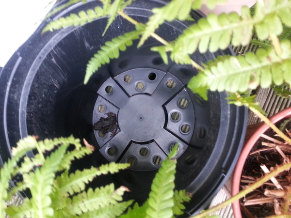 to kill all the spiders?