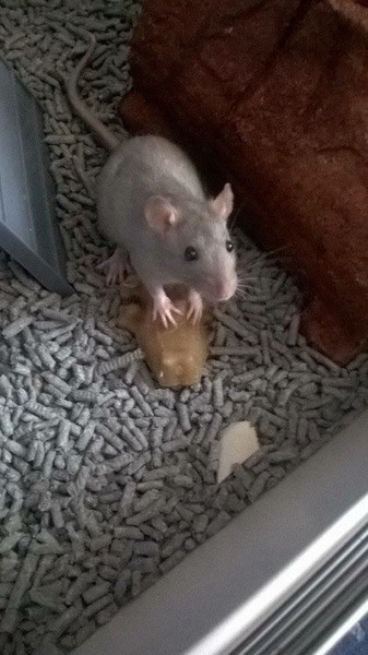 My dd's pet rats are whiffy!!!
