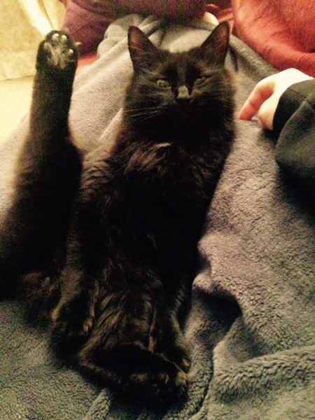 A cat/kitten picture sharing thread.