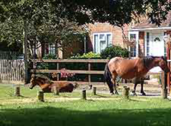 To think that riders should have to clean up horse mess?