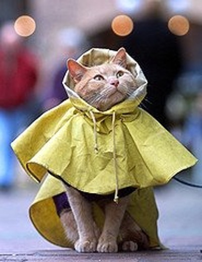 Would I be mad to buy cat clothing