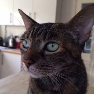 A cat/kitten picture sharing thread.