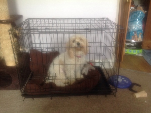 Neighbour says the dog is whining when we go out.  Thunder shirt?