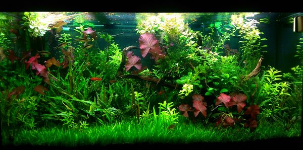 450L Tropical Tank