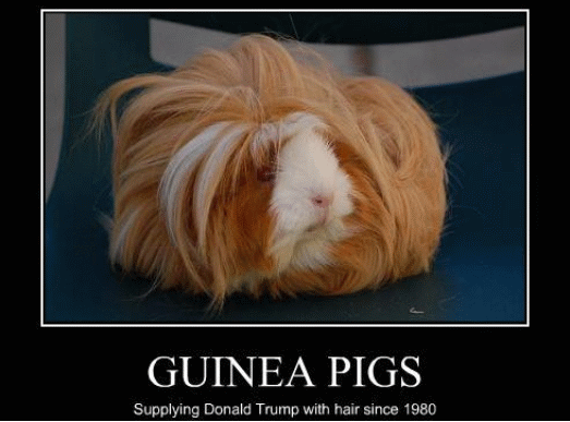 McDonnell's Speech - Barnstormer. Panic in the usual circles