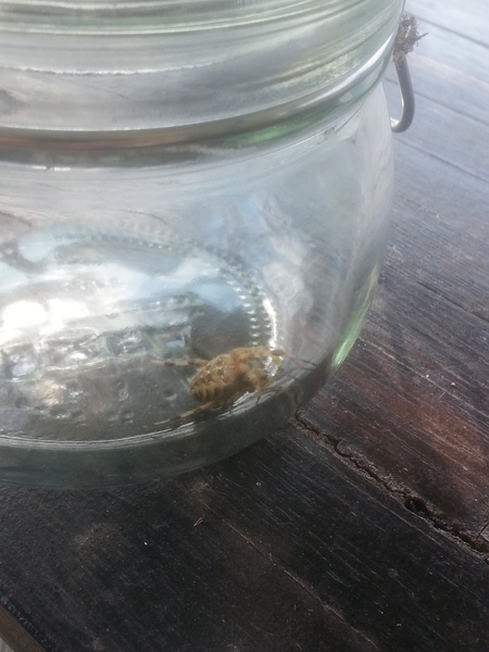 to kill all the spiders?