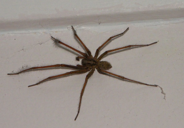 to kill all the spiders?