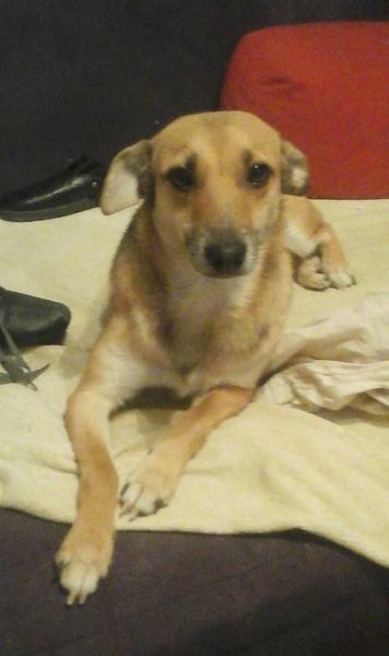 If you don't have a pedigree where did you get your dog?