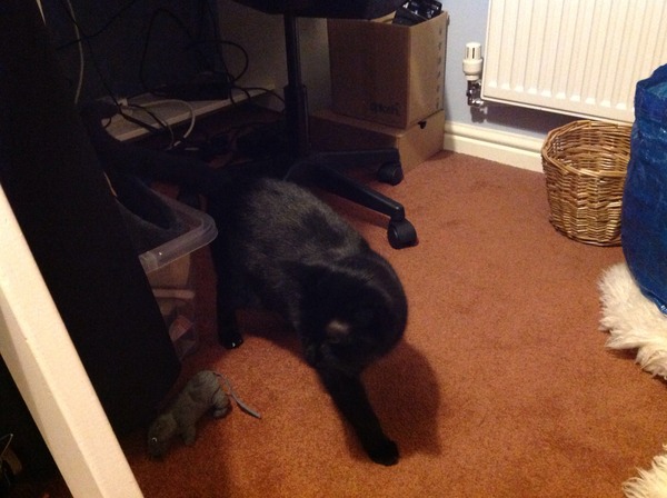 Should I rehome this kitty?