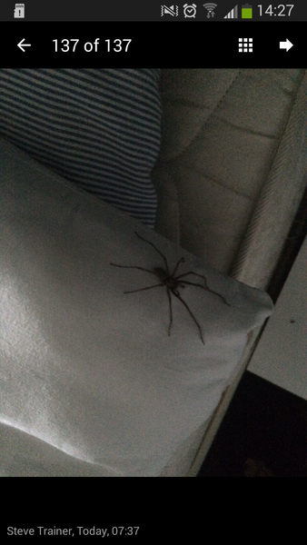 to kill all the spiders?