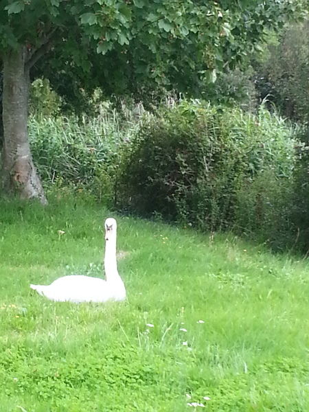 to kill all the spiders?