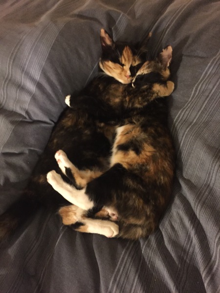 safe place for kitten to sleep!