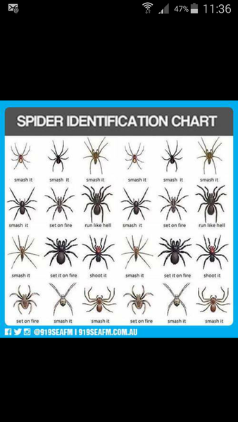 to kill all the spiders?