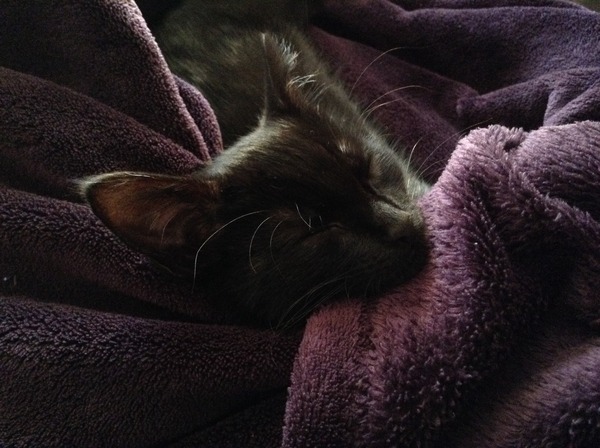 Older Cats and kittens