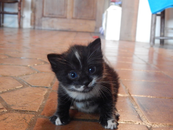 A cat/kitten picture sharing thread.