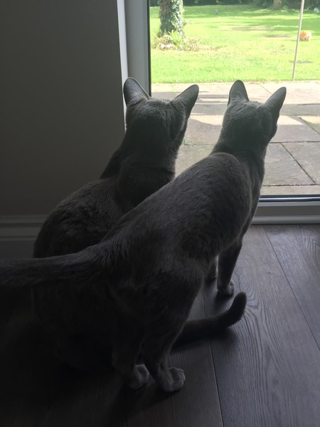 Do I have to keep a pedigree cat inside only?