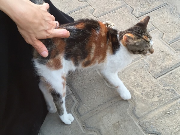 Transporting rescue cat from Saudi to UK