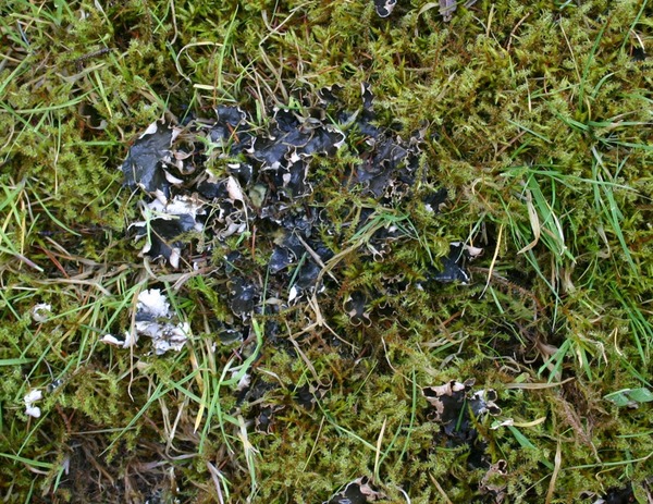 Fungus in lawn - help!