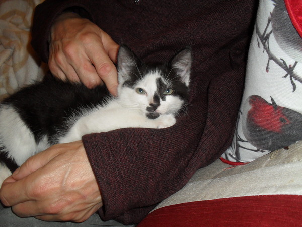 A cat/kitten picture sharing thread.