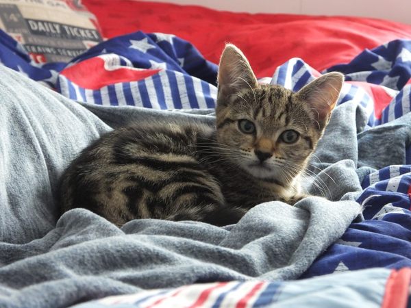 Getting A Cat At Last