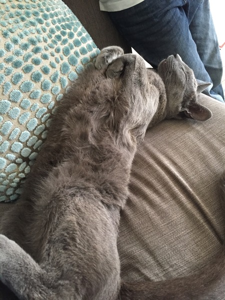 Do I have to keep a pedigree cat inside only?