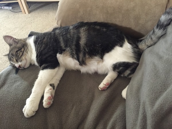 Oh Shagging Gods Grant us our Wish, A Newborn so Tiny to Squish, By Shagging like Stars, Or with Jizz in our Bras, To the Disco in a Petri Dish...it's JS 53!