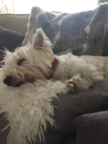 Which small breed would you recommend for a family with a three year old child?