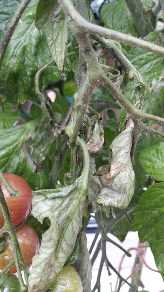 BLIGHT?? Urgent help for novice gardener