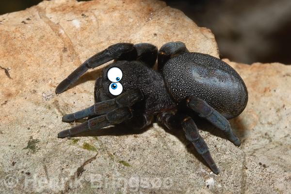 to kill all the spiders?