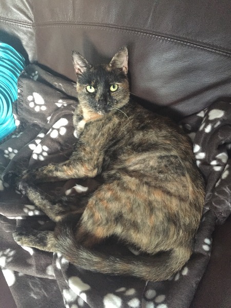 A cat/kitten picture sharing thread.