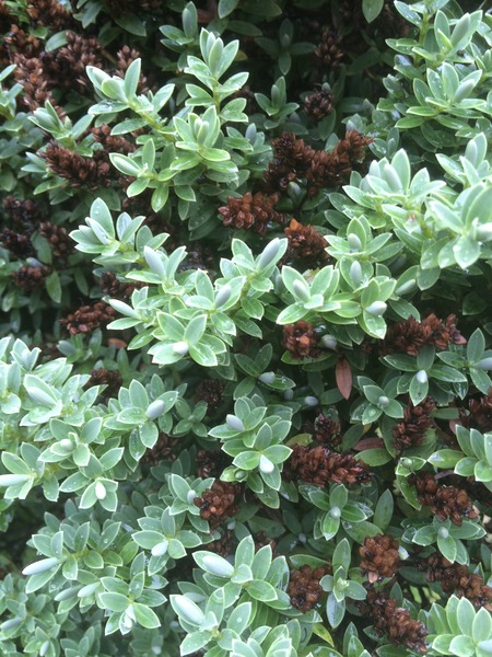Plant ID please