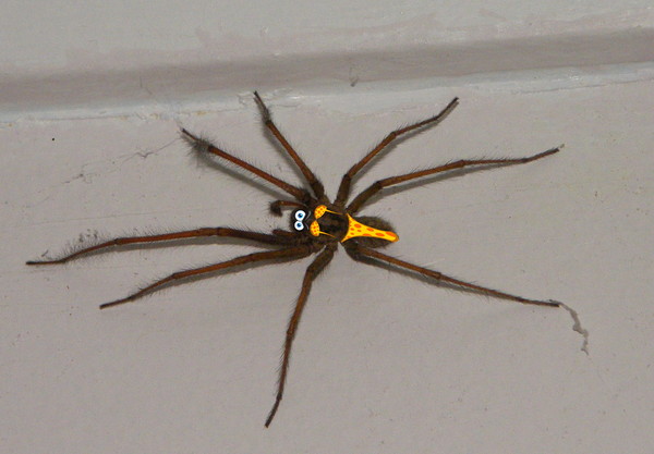 to kill all the spiders?