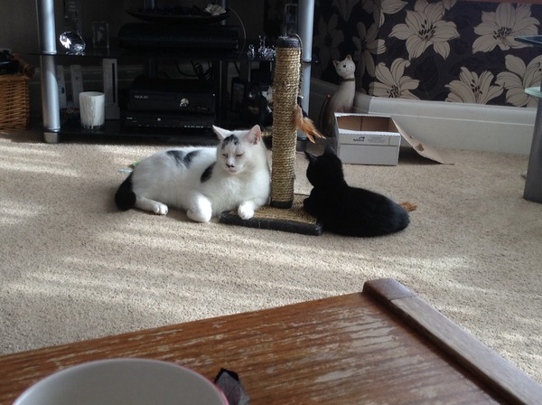 Older Cats and kittens