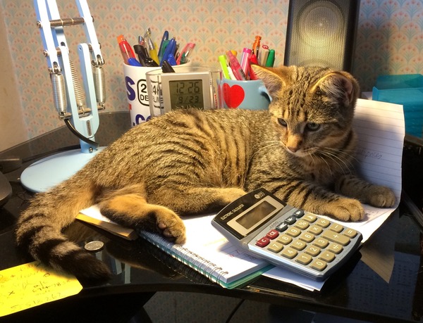 6 months for spaying
