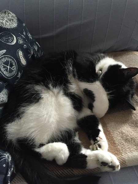 A cat/kitten picture sharing thread.