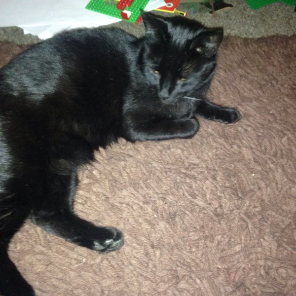 Should I rehome this kitty?