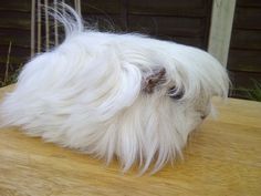 McDonnell's Speech - Barnstormer. Panic in the usual circles