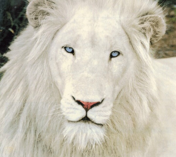 Which is the coolest big cat?