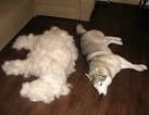 to want to veet my dog?